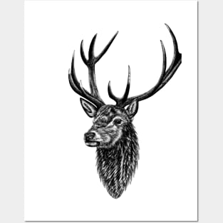 Red deer stag - ink illustration Posters and Art